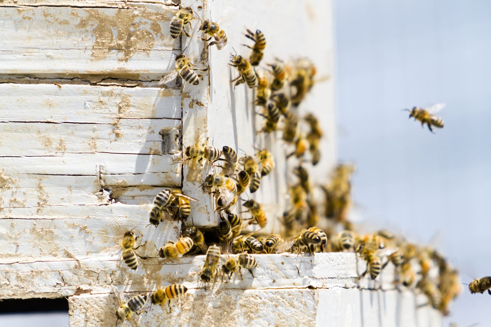 Installation of bee hives at new location.